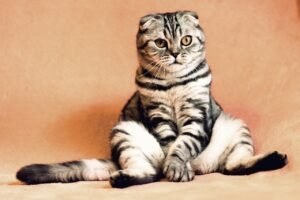 Pet Care Services